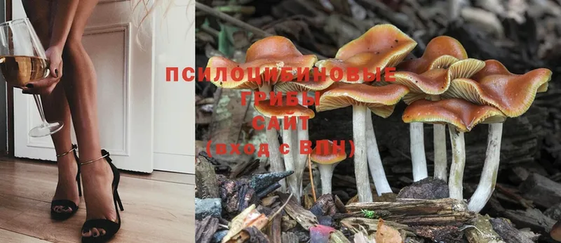 Галлюциногенные грибы Psilocybe  Николаевск 